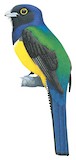 Guianan Trogon Illustration