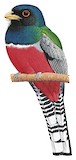 Blue-crowned Trogon Illustration