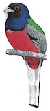 Surucua Trogon Illustration