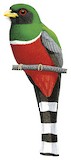 Mountain Trogon Illustration