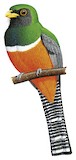 Collared Trogon Illustration