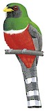 Masked Trogon Illustration