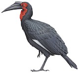 Southern Ground Hornbill Illustration