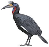 Abyssinian Ground Hornbill Illustration