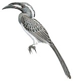 African Grey Hornbill Illustration