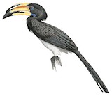 West African Pied Hornbill Illustration