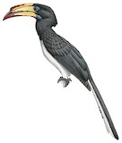 Congo Pied Hornbill Illustration