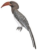 Hemprich's Hornbill Illustration