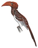 Red-billed Dwarf Hornbill Illustration