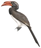 Crowned Hornbill Illustration