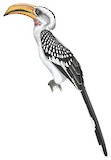 Eastern Yellow-billed Hornbill Illustration