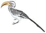 Southern Yellow-billed Hornbill Illustration