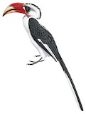 Von der Decken's Hornbill Illustration