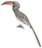 Monteiro's Hornbill Illustration