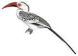 Damara Red-billed Hornbill Illustration