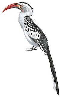 Northern Red-billed Hornbill
