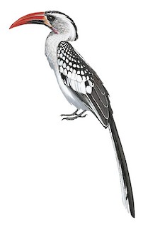 Western Red-billed Hornbill