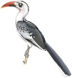 Tanzanian Red-billed Hornbill Illustration