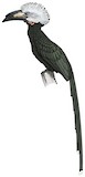 White-crested Hornbill Illustration