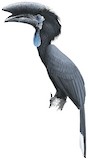 Black-casqued Hornbill Illustration