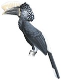 Silvery-cheeked Hornbill Illustration