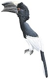 Black-and-white-casqued Hornbill Illustration