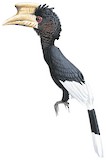 Brown-cheeked Hornbill Illustration