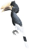 White-thighed Hornbill Illustration