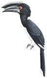 Trumpeter Hornbill Illustration