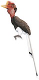 Helmeted Hornbill Illustration