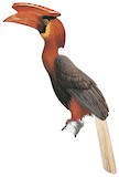 Rufous Hornbill Illustration