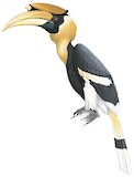 Great Hornbill Illustration