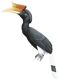 Rhinoceros Hornbill Illustration