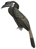 Bushy-crested Hornbill Illustration