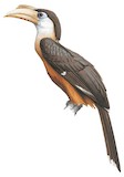 Austen's Brown Hornbill Illustration