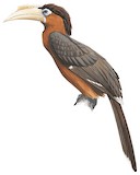 Tickell's Brown Hornbill Illustration