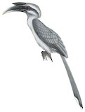 Indian Grey Hornbill Illustration