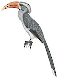 Malabar Grey Hornbill Illustration