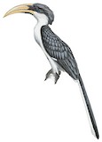 Sri Lanka Grey Hornbill Illustration