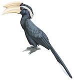 Black Hornbill Illustration