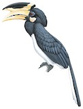 Malabar Pied Hornbill Illustration