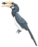 Oriental Pied Hornbill Illustration