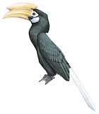 Palawan Hornbill Illustration