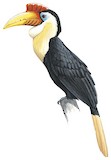 Wrinkled Hornbill Illustration