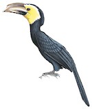 Sulawesi Hornbill Illustration