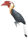 Writhed Hornbill Illustration