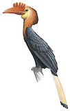 Walden's Hornbill Illustration