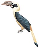 Visayan Hornbill Illustration