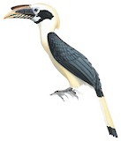 Mindanao Hornbill Illustration