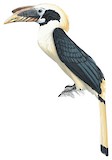 Samar Hornbill Illustration